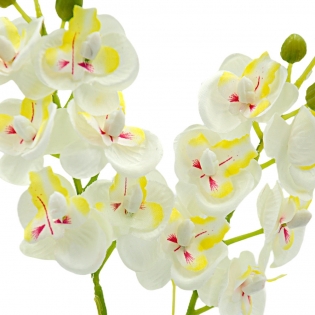 Orchidėja
