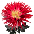 Dirbtinė gėlė chrizantema, 70 cm