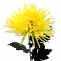 Dirbtinė gėlė astra, 70 cm