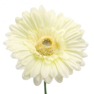 Dirbtinė gėlė gerbera, 42 cm