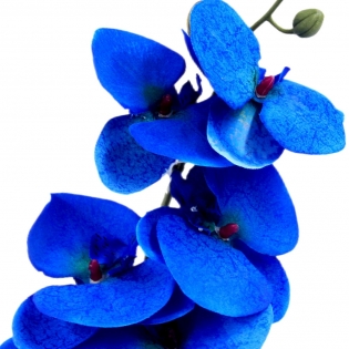 Dirbtinė gėlė orchidėja (mėlyna), 90 cm