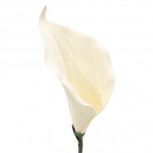 Dirbtinė gėlė kalijos žiedas, baltas