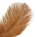 Stručio plunksna 26-28 cm, ruda