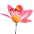 Tamsiai rožinis lateksinis orchidėjos žiedas