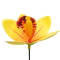 Geltonas lateksinis orchidėjos žiedas