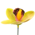 Žalsvas lateksinis orchidėjos žiedas