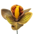 Tamsiai žalias lateksinis orchidėjos žiedas